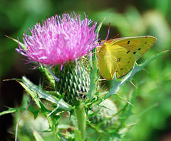 Butterflies. SULPHUR GENUS: Colias in Kentucky