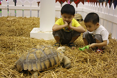 Hong Kong Reptile Expo 2010