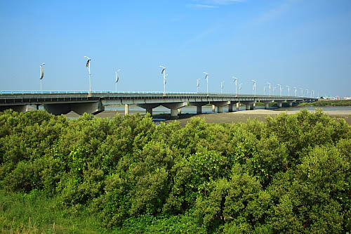 11Q8朴子溪生態-紅樹林-東石大橋