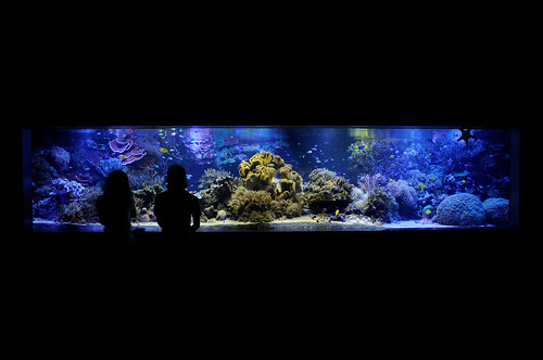 20100716 Aquarium 1 - 無料写真検索fotoq