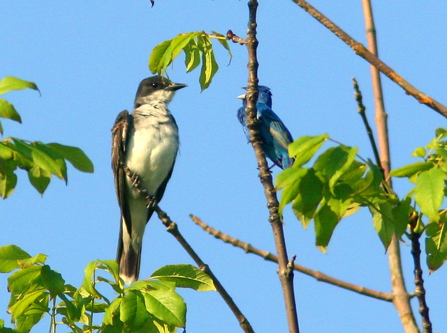 Eastern Kingbird and Indigo Bunting interacting 20100805