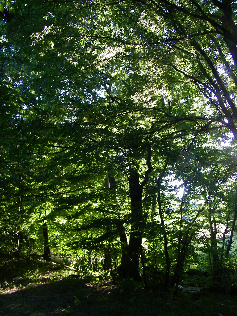 07SV Pontinvrea-Sassello: bosco vespertino  ❸