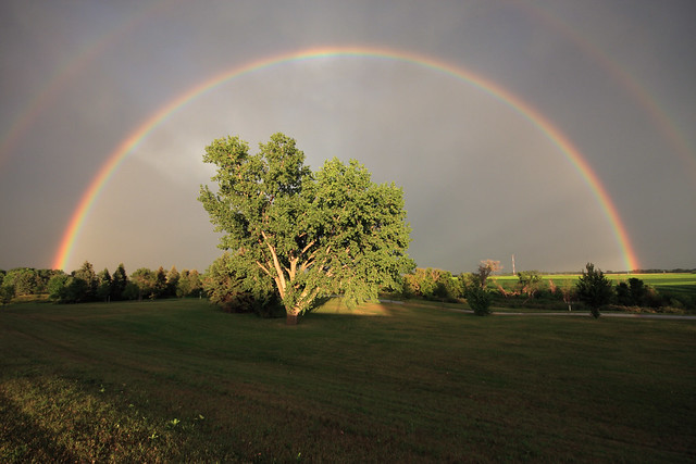 tree, light, double, rainbow