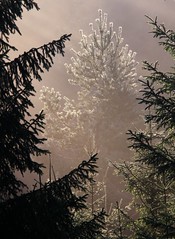 Conifers. - Spruces, firs. (1)
