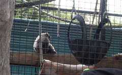Mogo Zoo Feb 2011