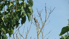 great tit and tree