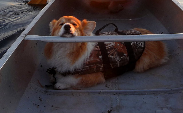 Teddy relaxing in the canoe