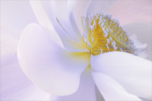 Lotus Flower - Lotus_Petals, IMG_3782-1 by Bahman Farzad