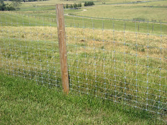Sheep 201 Fencing