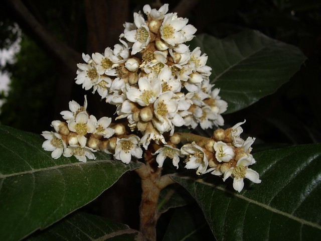 Eriobotrya japonica 02