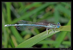Odonata/Platycnemididae