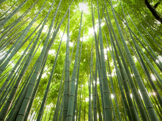 the path of bamboo, revisited #12 (near Tenryuu-ji temple, Kyoto)