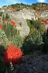 Northern Utah Fall Colours 2010