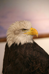 eagle heights