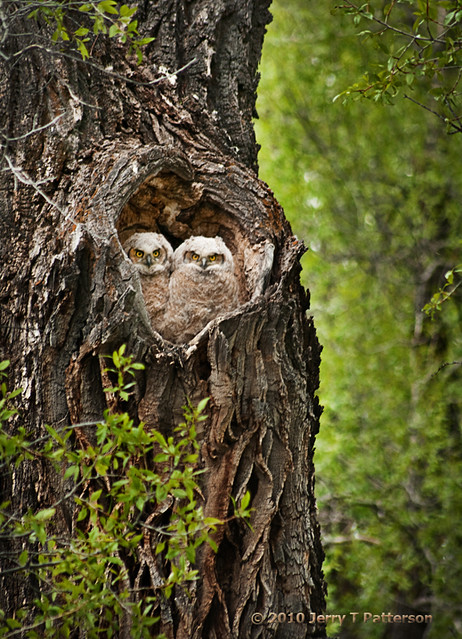 The Heart of Owls
