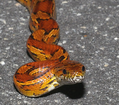 Corn Snake, south Georgia, USA