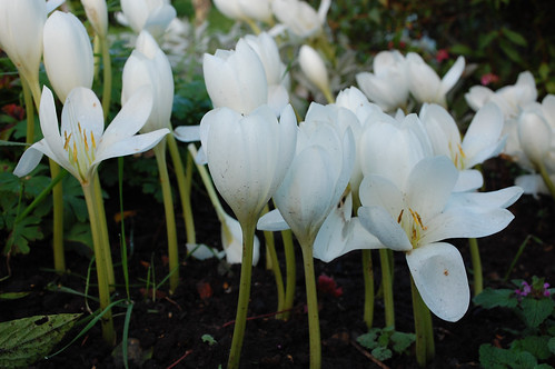 White Colchicum Flowers