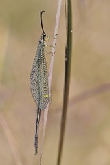 crisopas y hormigas león (lacewings and antlions)