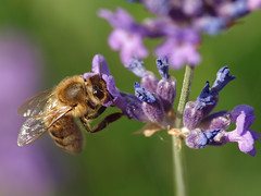 A honey bee working on a true lavender.