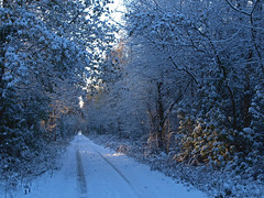 Winter Wheldrake Woods