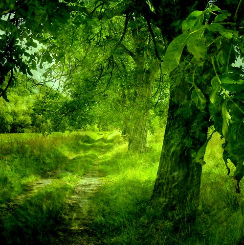  無料写真素材, 自然風景, 森林, 樹木, 緑色・グリーン  