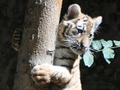 baby tigers pictures