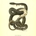 002-Coluber Alleghamensis-North American herpetology…1842-Joh Edwards Holbrook