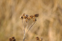 Seedheads and dry plants
