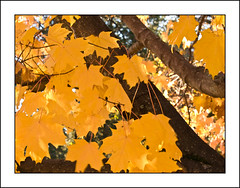 Fall foliage - Greenville, SC - November, 2010