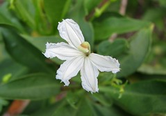 Goodeniaceae (Goodenia family)