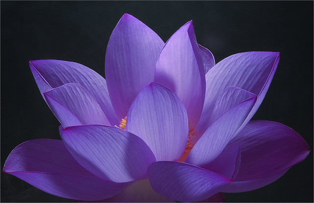 Lotus Flower Purple