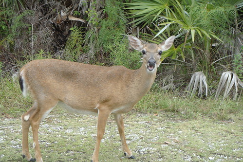 Key Deer Big Pine Key