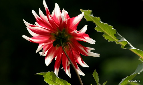 dahlia flower pictures