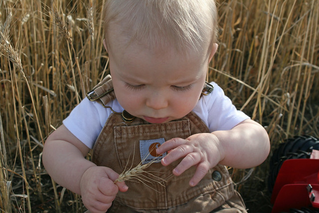 Braden in the Wheat Field