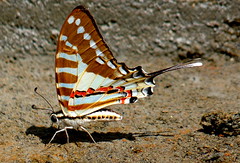 Swallowtail / Papilionidae