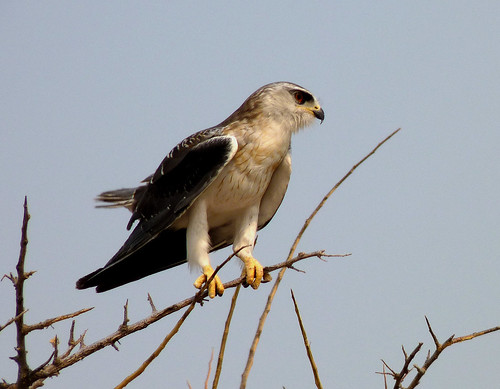Not an eagle, but a Black-shouldered Kite. Namibia.
