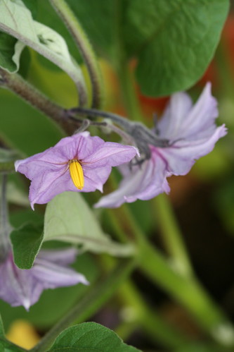 Eggplant flower / Aubergine flower / Pommuõis e. baklažaaniõis