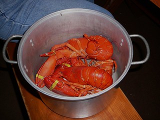 America: lobster in a pot