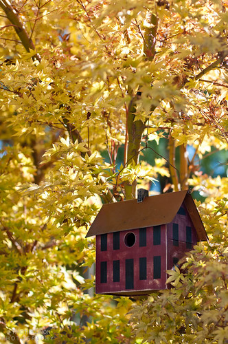 Fall color surrounds the bird house