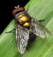 Insect Macro 2