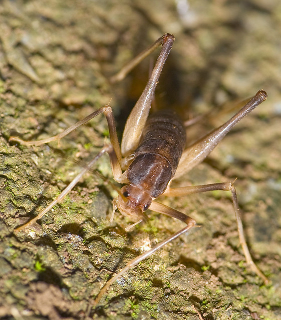 Download this Japanese Cave Cricket Atachycines Apicalis picture