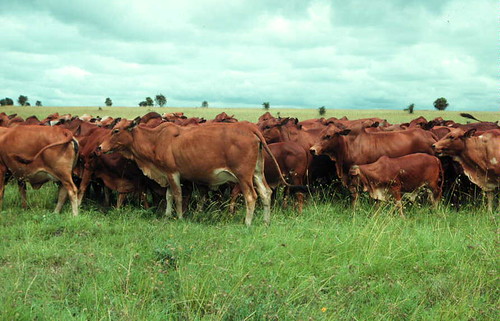 Boran cattle at Kapiti ranch in Kenya