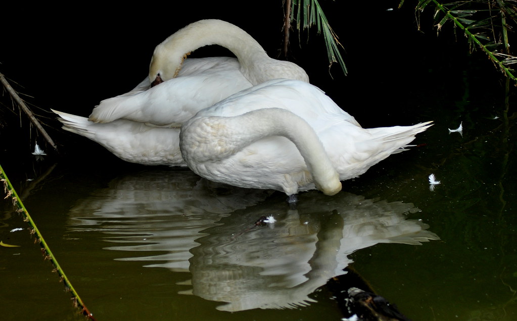 Swan poetry 咏鹅 ...