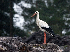 Stork (White Stork)
