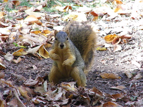 123/365/853 (October 12, 2010) - Squirrels on Campus at University of Michigan
