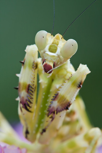 Theopropus elegans Asian Flower Mantis ..IMG_4641 copy