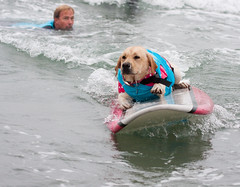 Surf Dog Surf-A-Thon - 2010