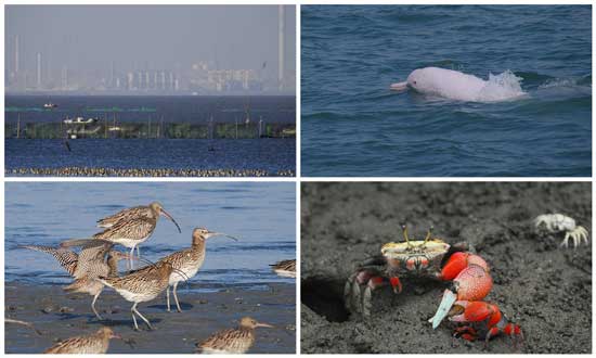 六輕、白海豚、大杓鷸、招潮蟹，一方的發展，三方來陪葬。圖片來源：彰化環保聯盟