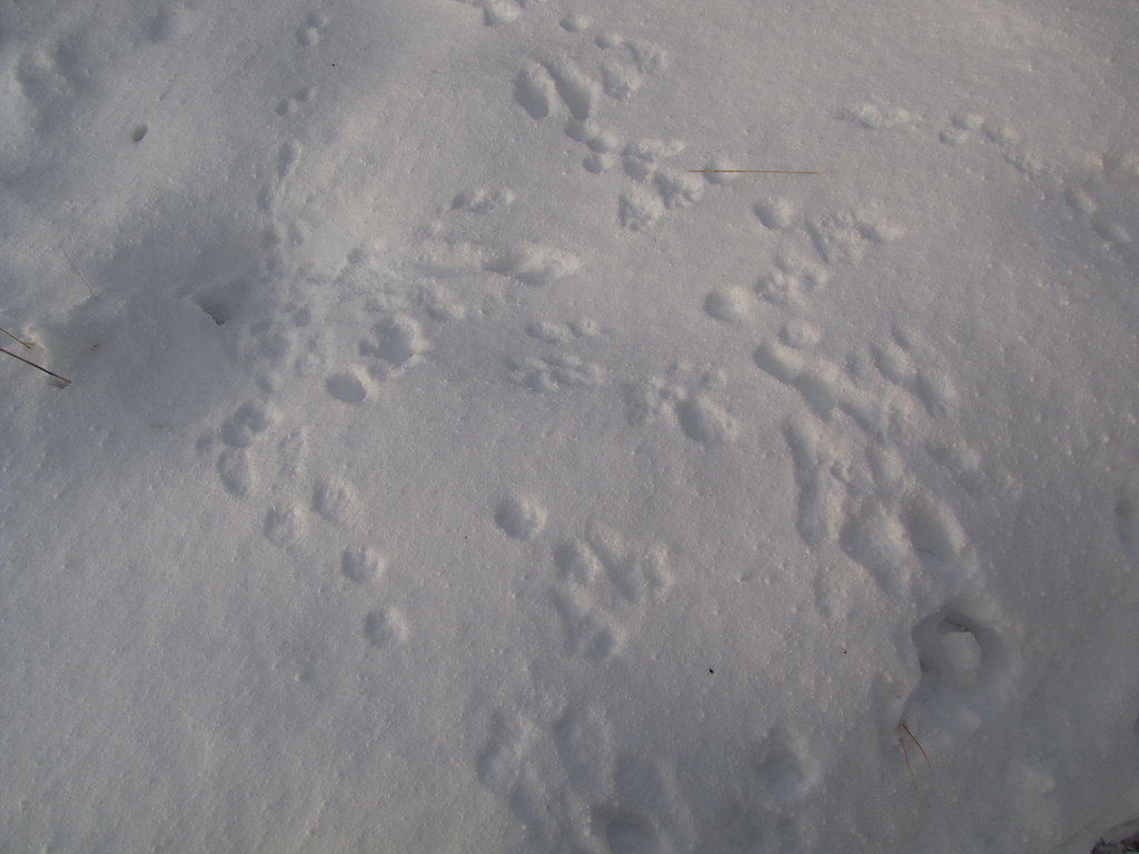 tracks and holes on the snow cover