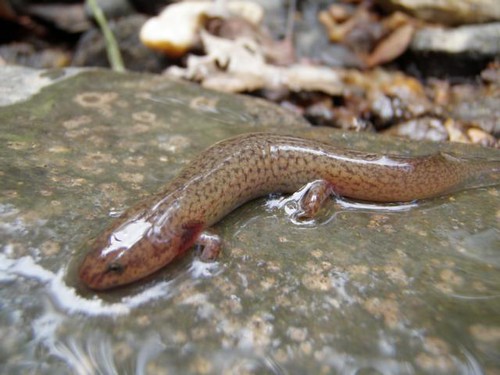 Image of a northern red salamander.